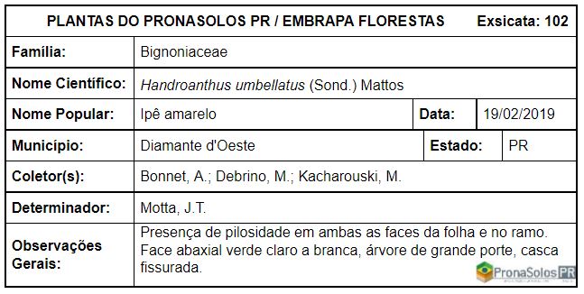 102_handroanthus_umbellatus