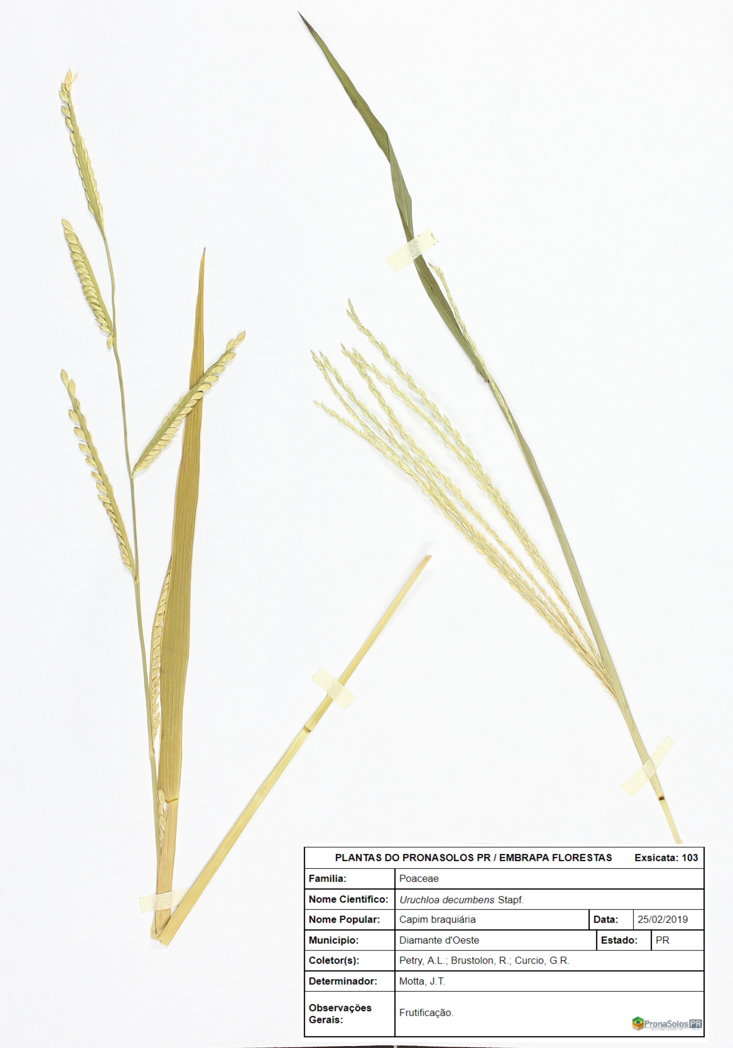 103_Uruchloa decumbens