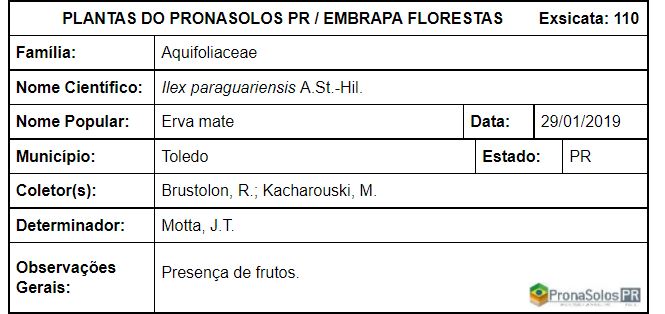 110_Ilex paraguaiensis