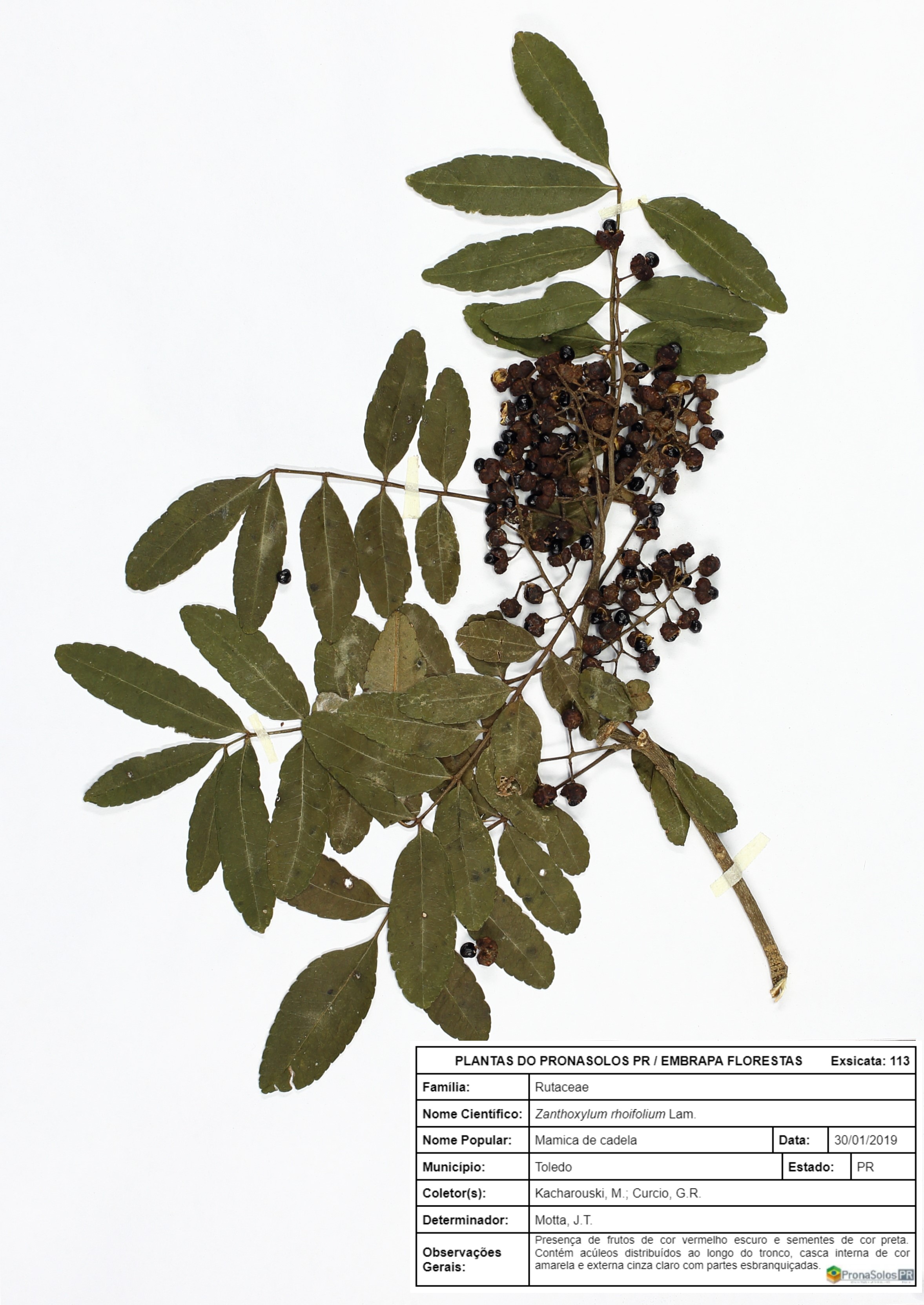 113_Zanthoxylum rhoifolium