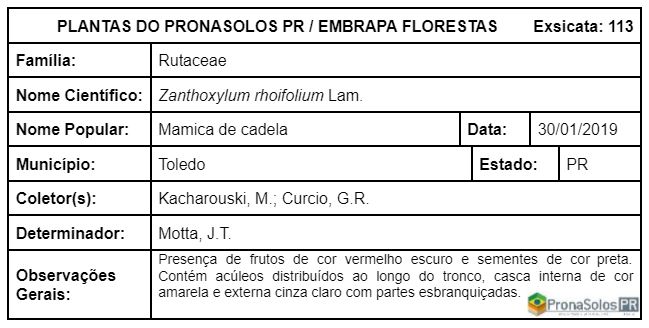 113_Zanthoxylum rhoifolium