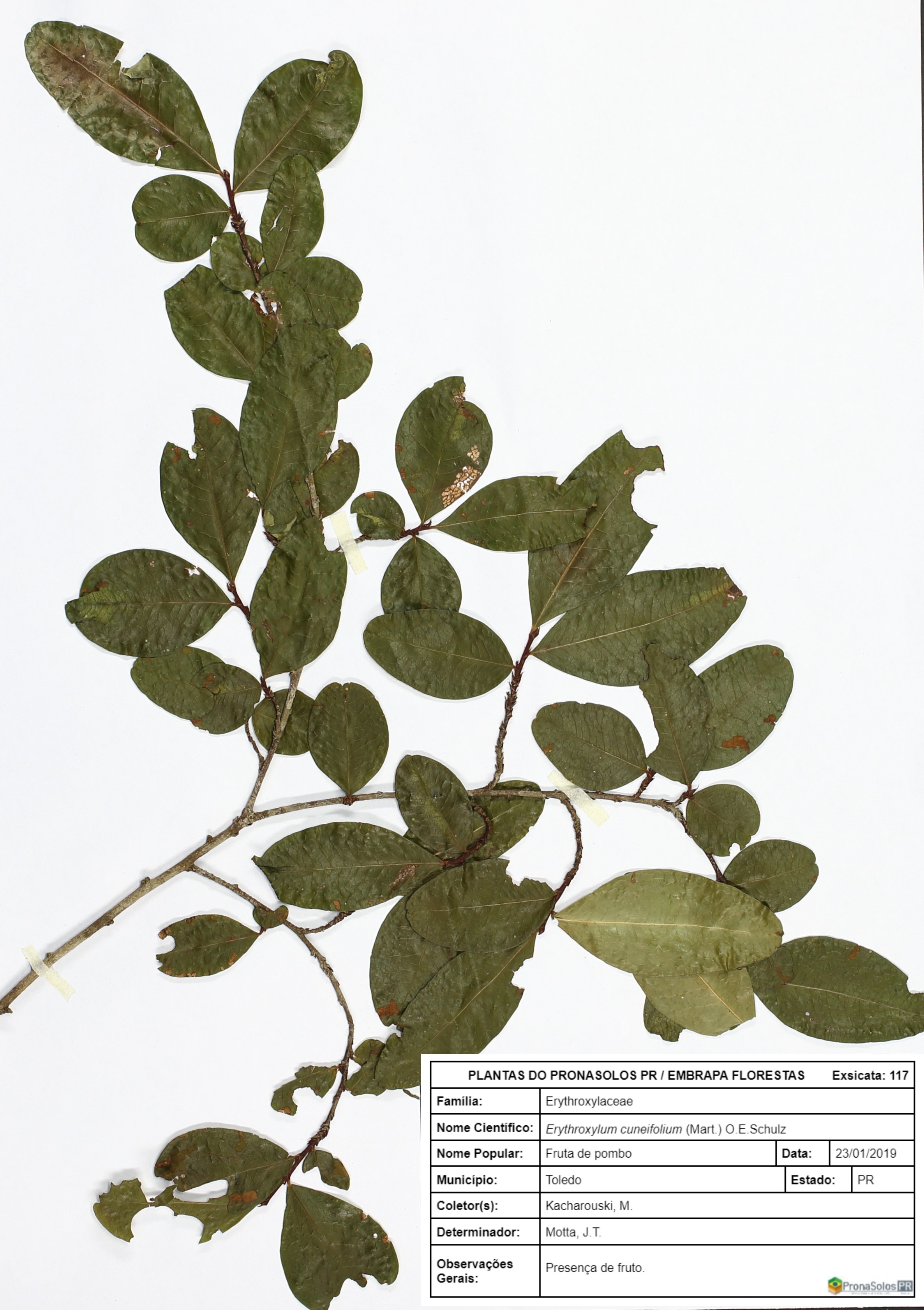 117_Erythroxylum cuneifolium