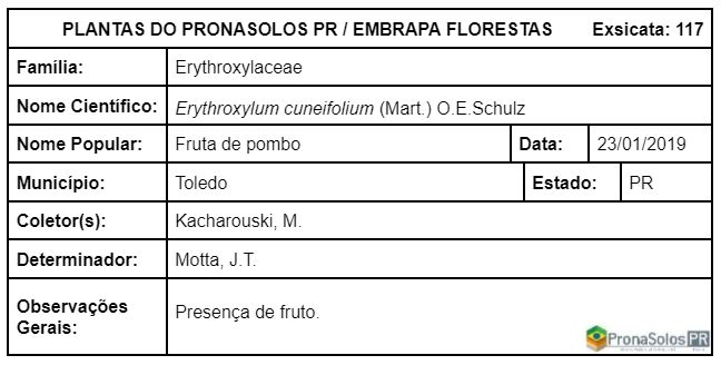 117_Erythroxylum cuneifolium