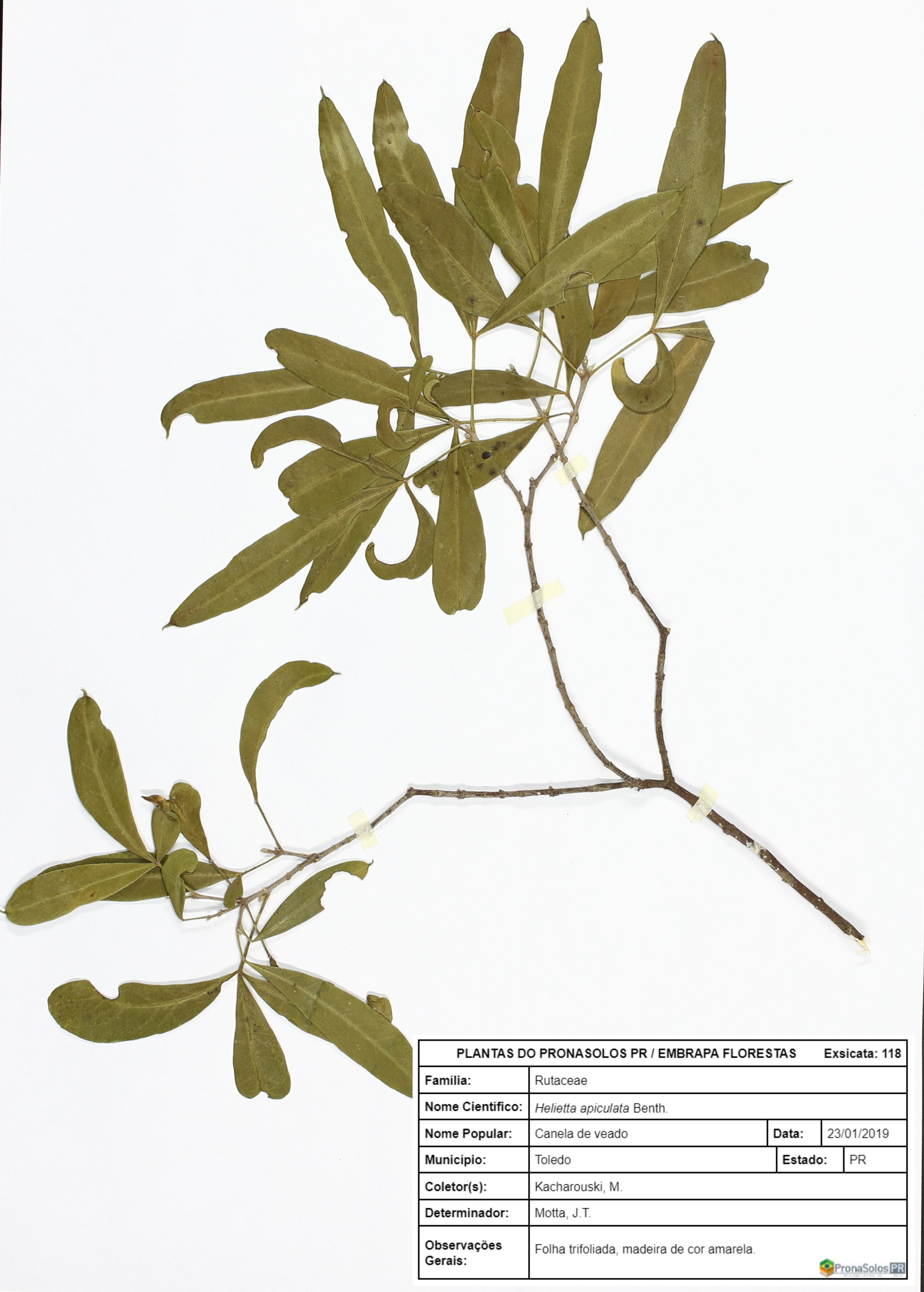 118_Helietta apiculata