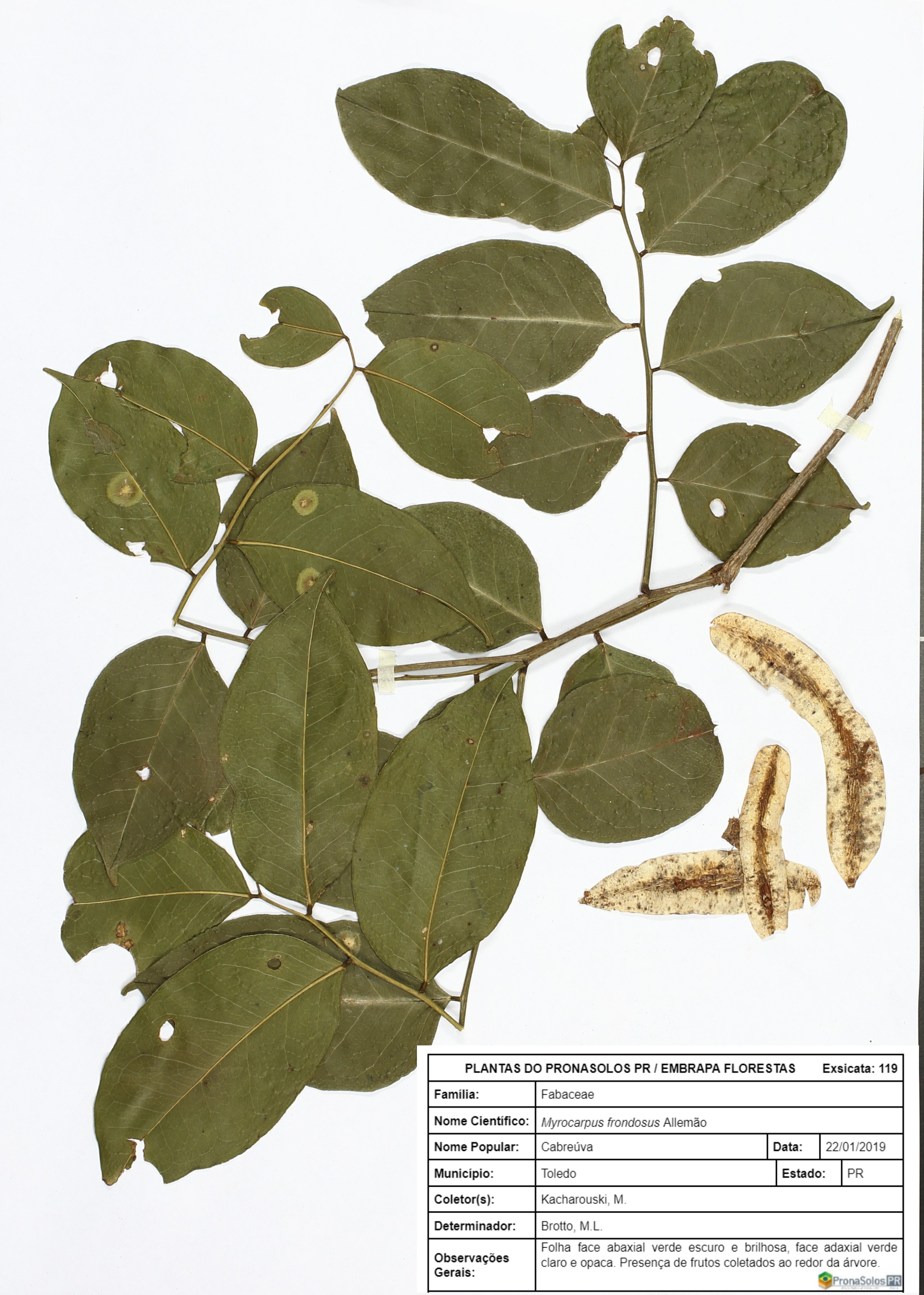 119_Myrocarpus Frondosus