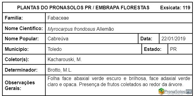 119_myrocarpus_frondosus