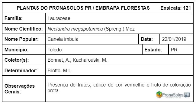 121_Nectandra megapotamica (Spreng) Mez