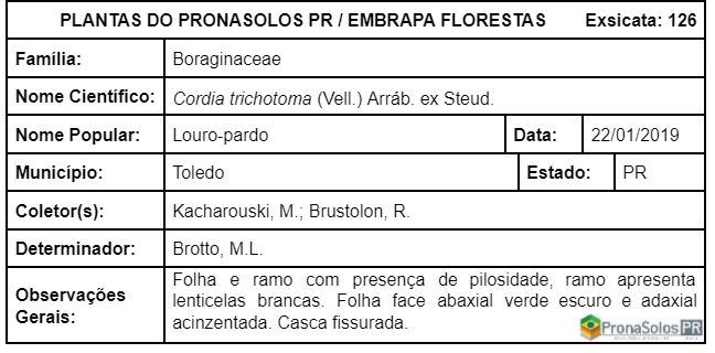 126_Cordia trichotoma