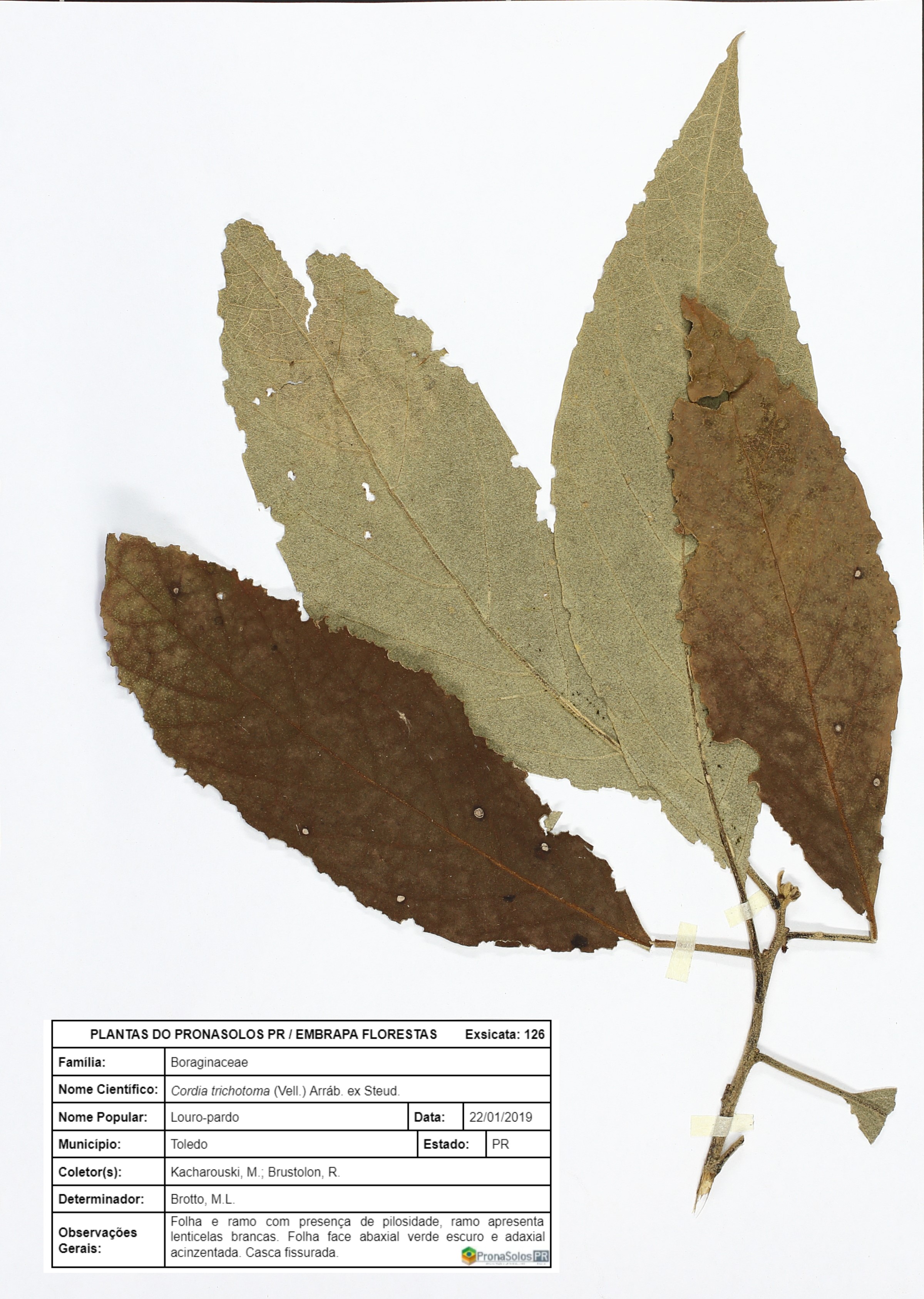 126_Cordia trichotoma 