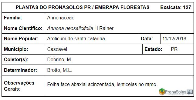 127_Annona neosalicifolia