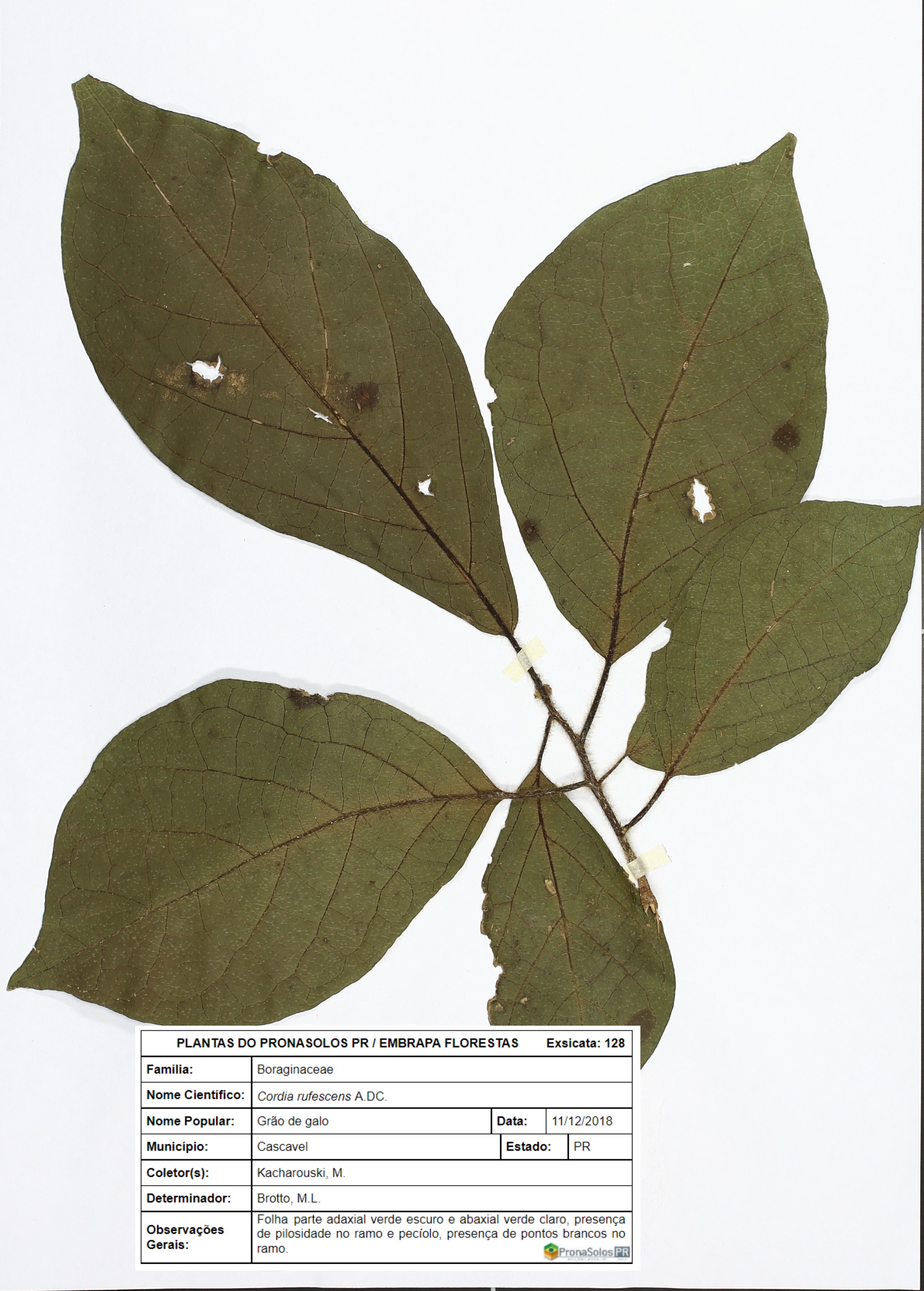 128_Cordia rufescens