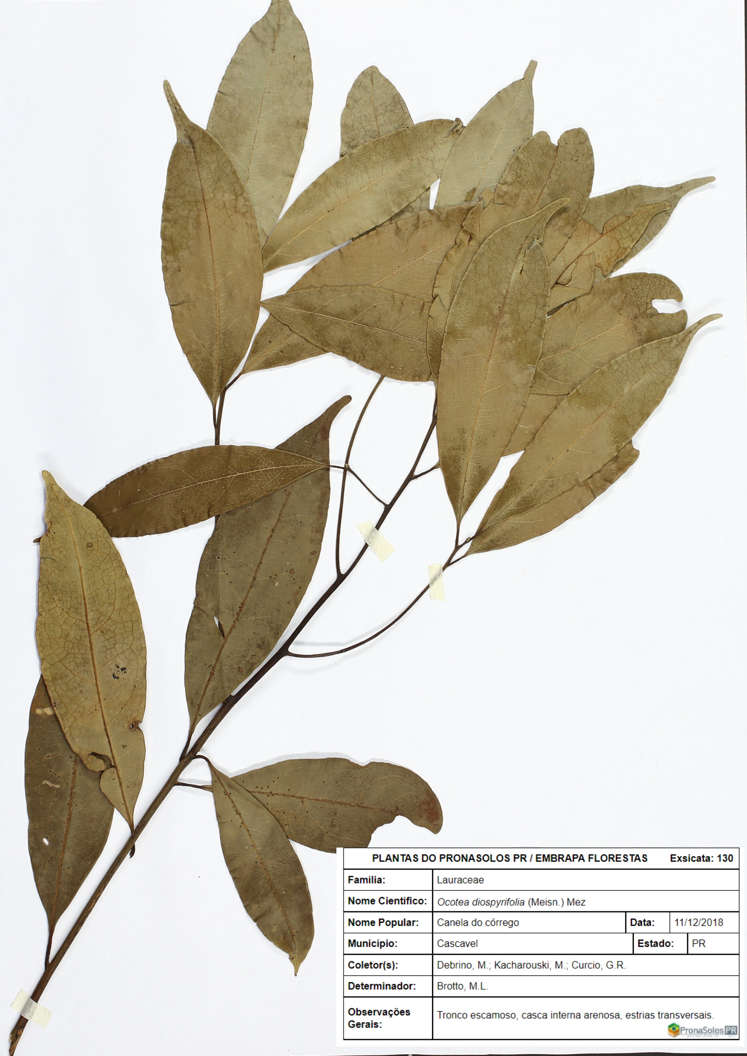 130_Ocotea diospyrifolia