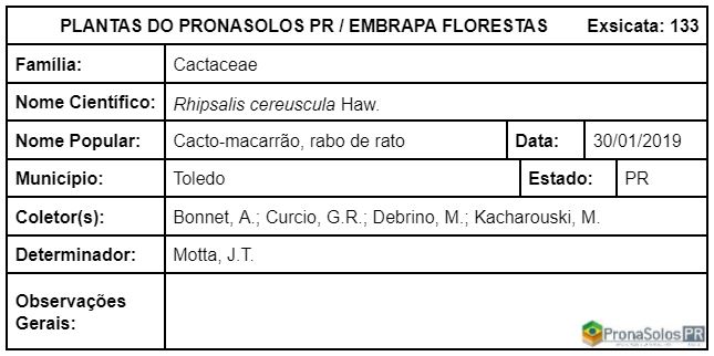 133_Rhipsalis cereuscula