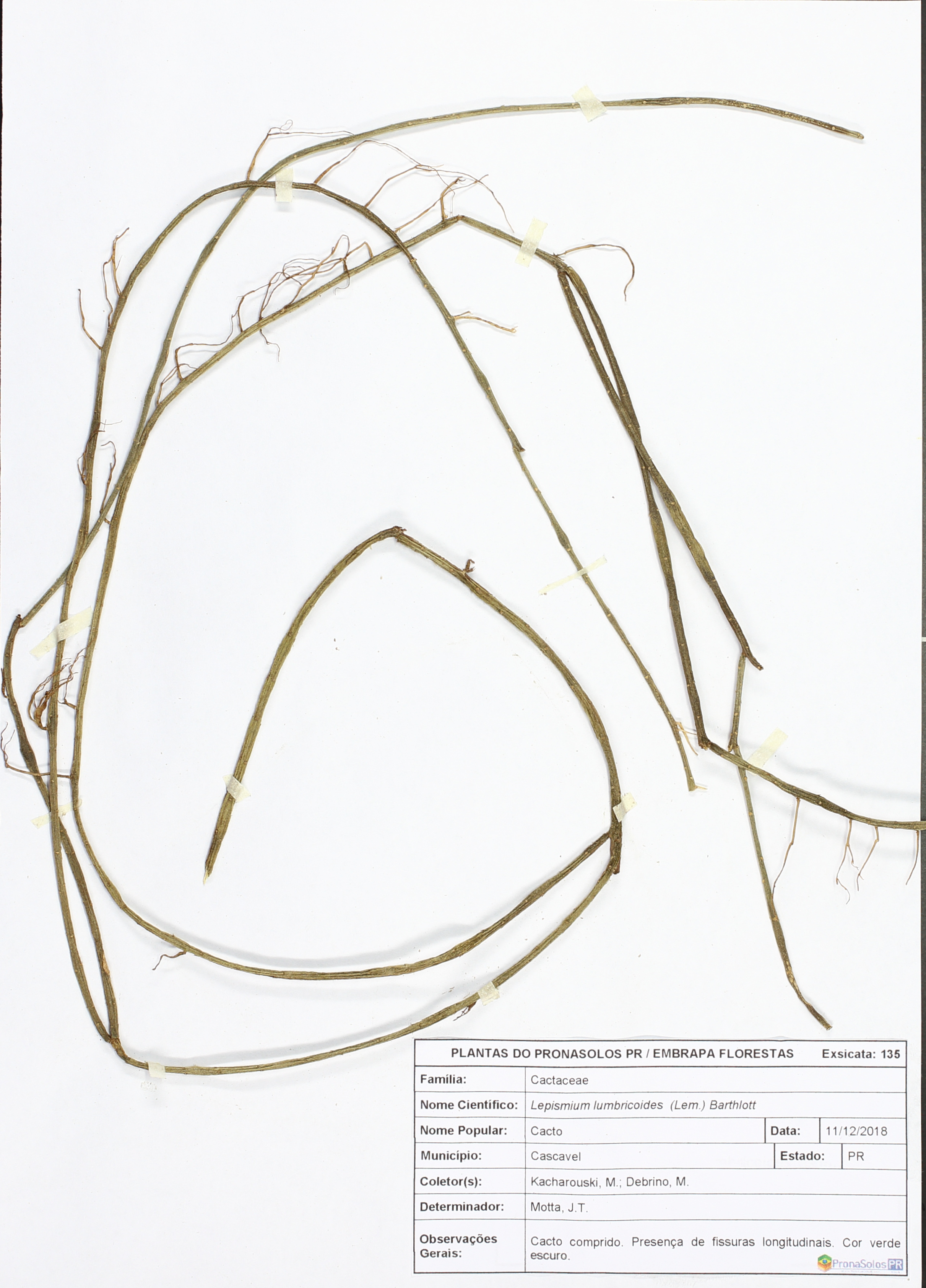 135_Lepismium lumbricoides  (Lem.) Barthlott