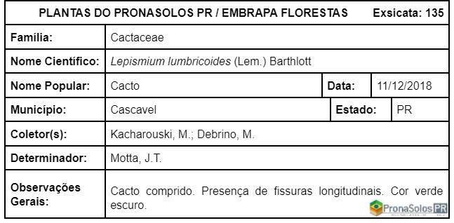 135_Lepismium lumbricoides  (Lem) Barthlott