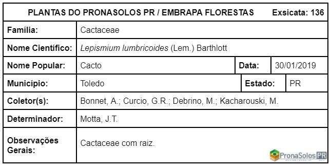 136_Lepismium lumbricoides  (Lem) Barthlott