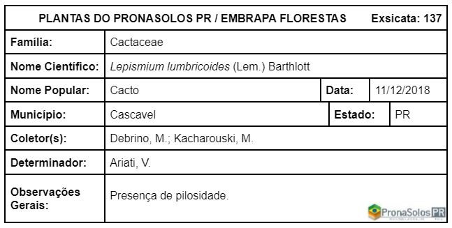 137_Lepismium lumbricoides  (Lem) Barthlott