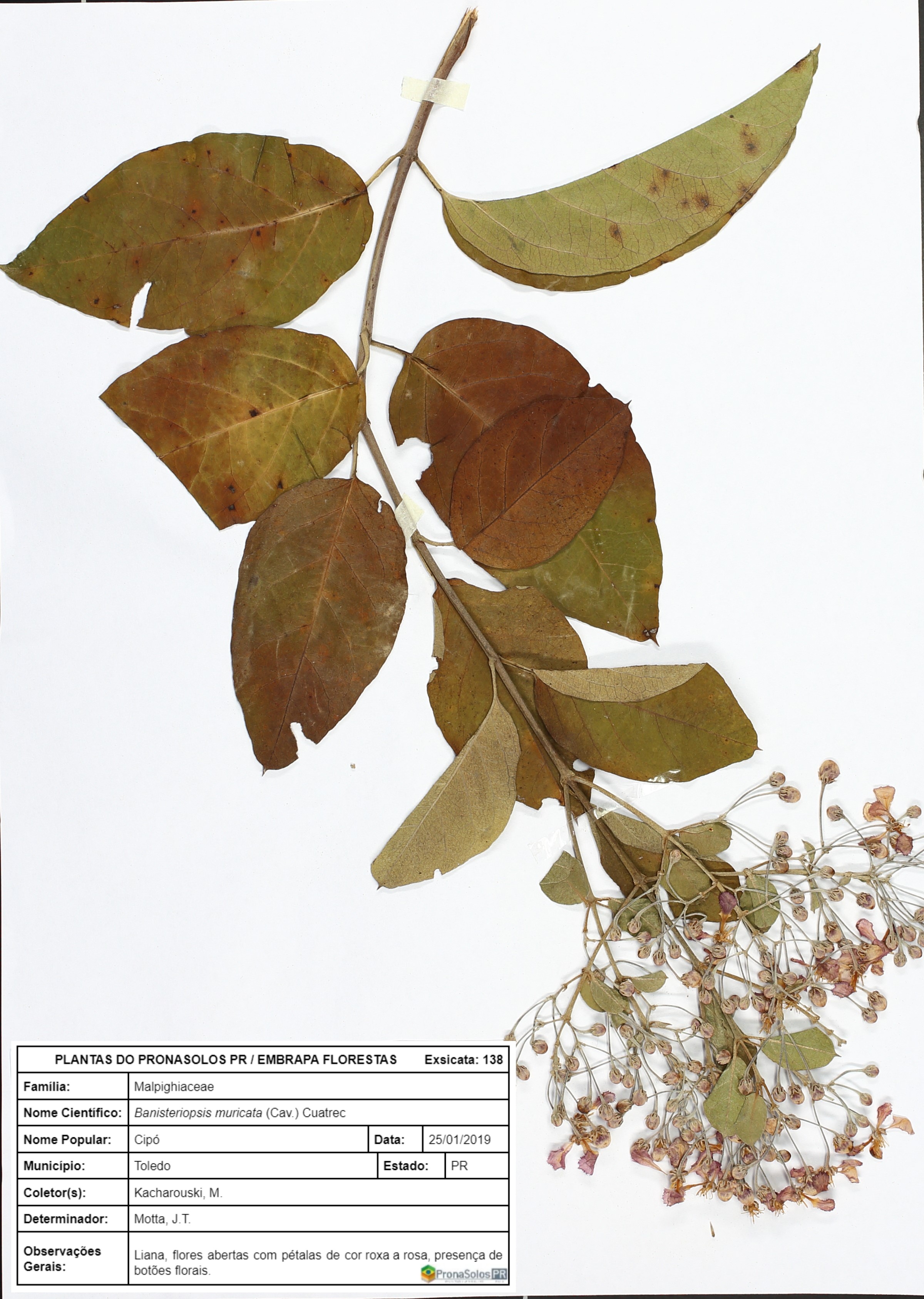 138_Banisteriopsis muricata  (Cav.) Cuatrec