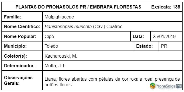 138_Banisteriopsis muricata (Cav) Cuatrec