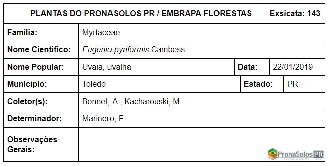 143_Eugenia pyriformis Cambess