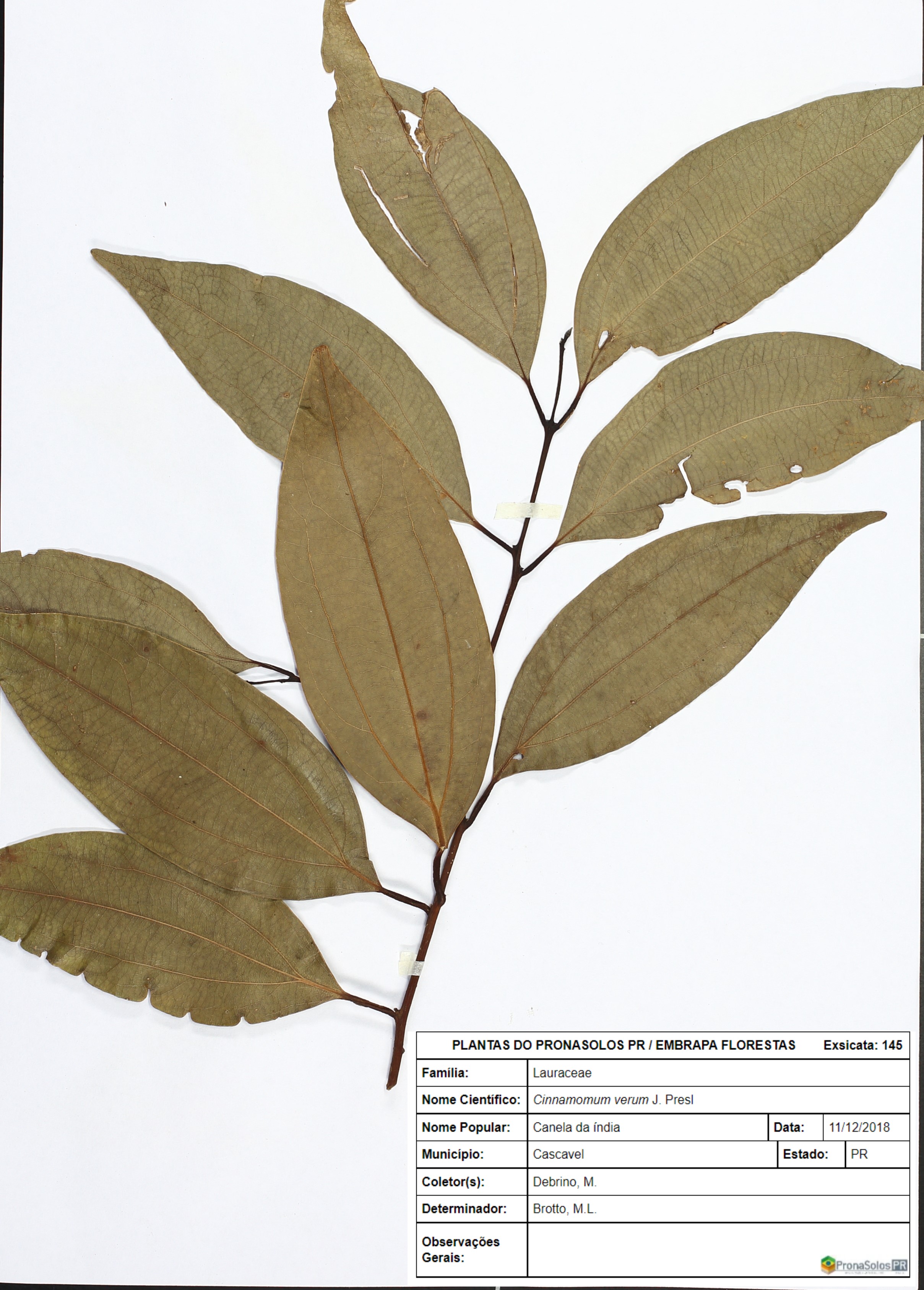 145_Cinnamomum verum J. Presl