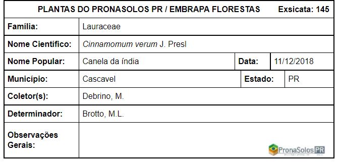 145_Cinnamomum verum J Presl