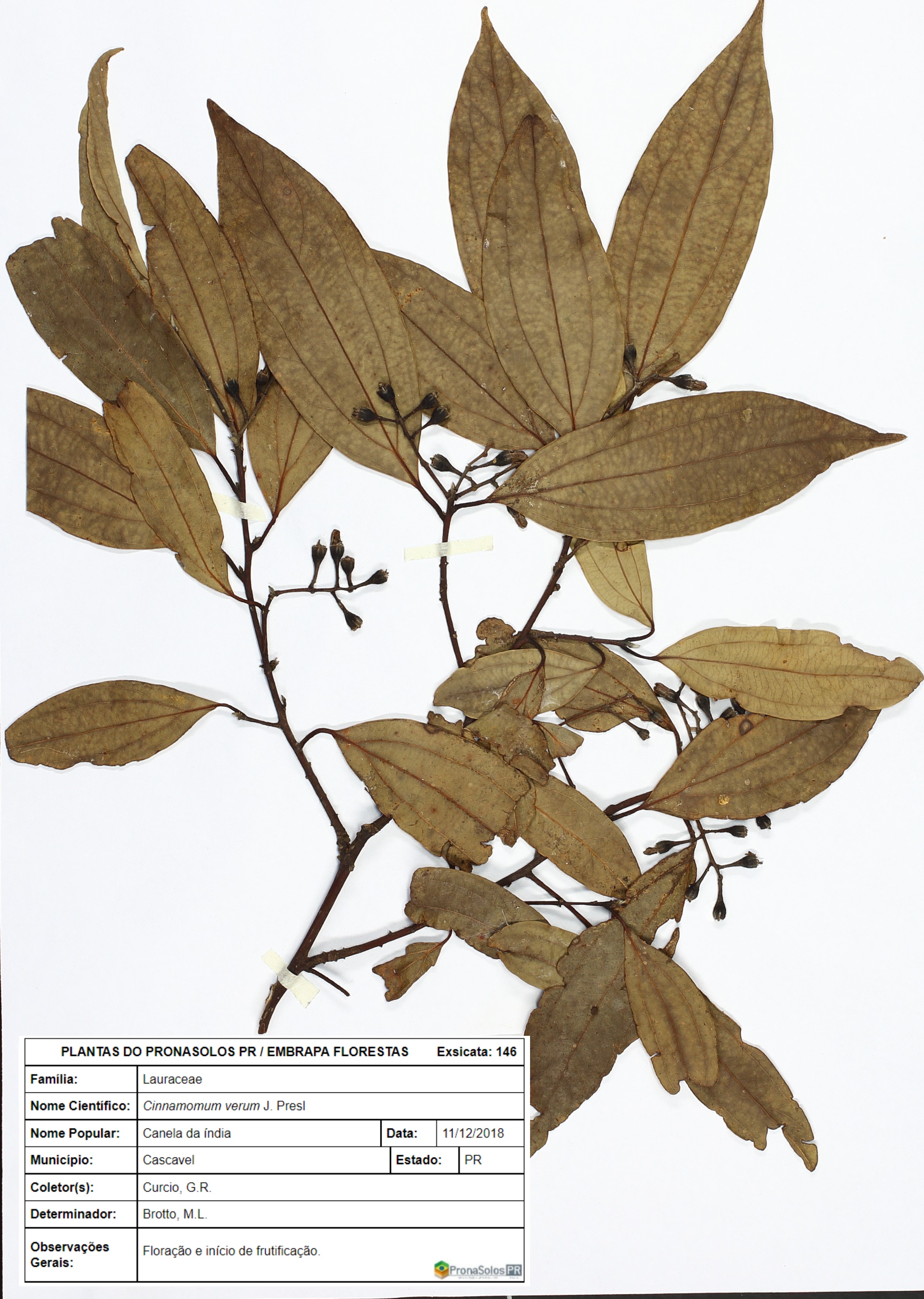 146_Cinnamomum verum J. Presl