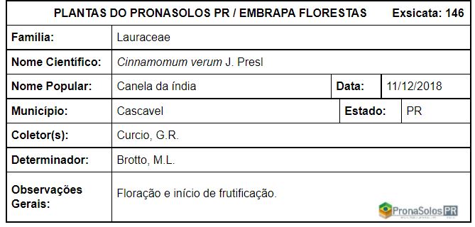 146_Cinnamomum verum J Presl