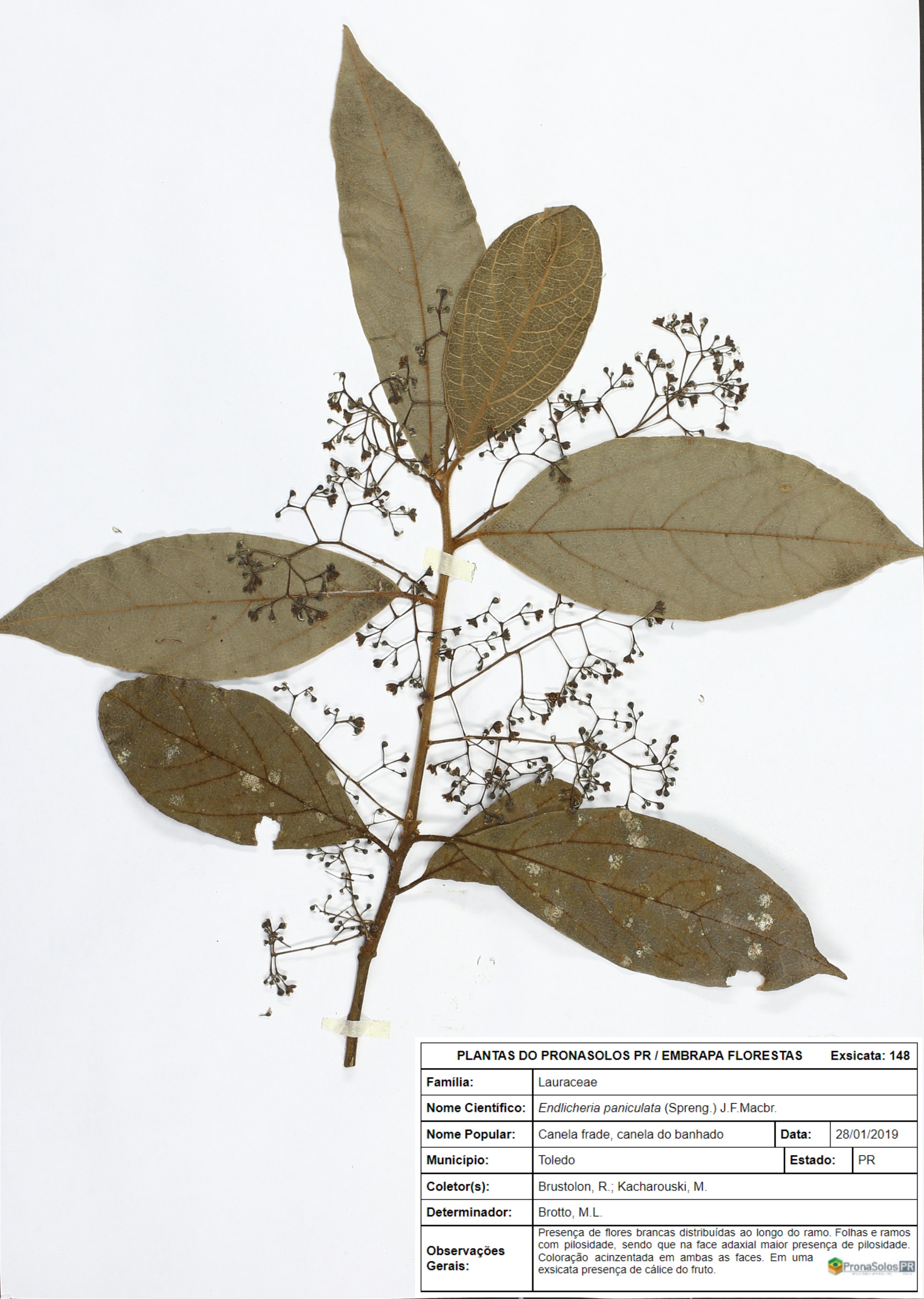 148_Endlicheria paniculata  (Spreng.) J.F.Macbr.