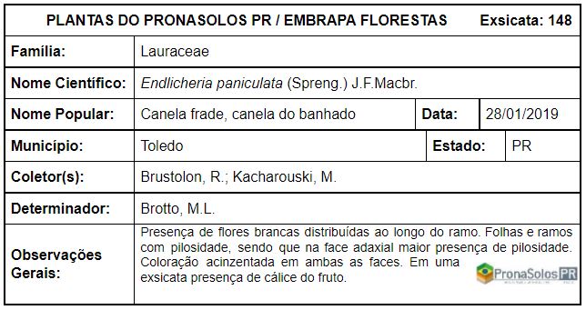 148_Endlicheria paniculata  (Spreng.) J.F.Macbr