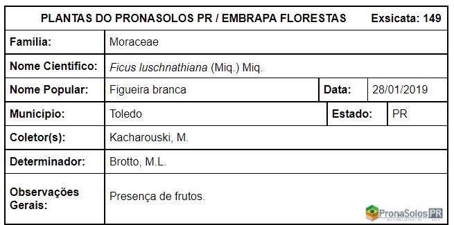 149_Ficus luschnathiana