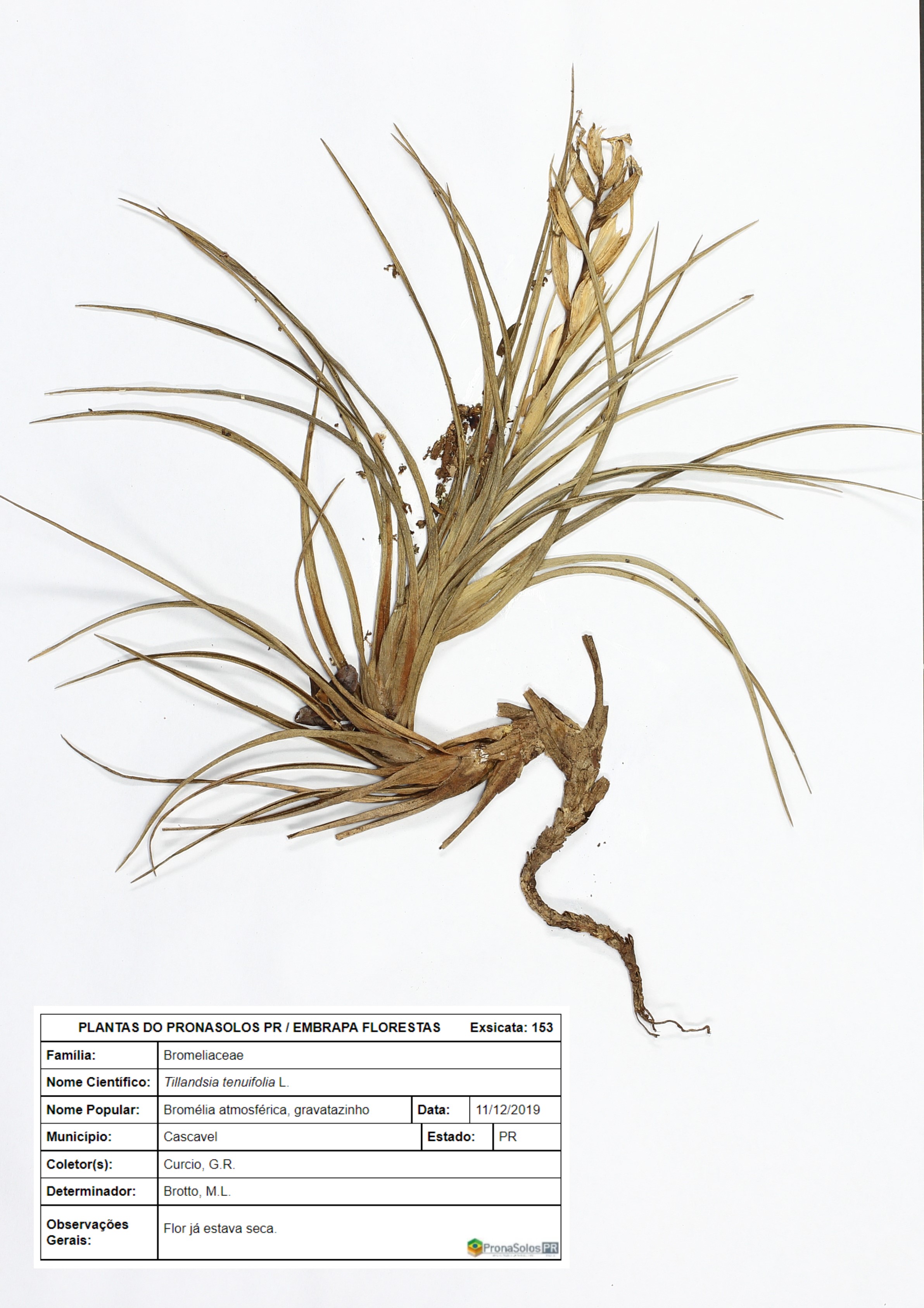 153_Tillandsia tenuifolia L.