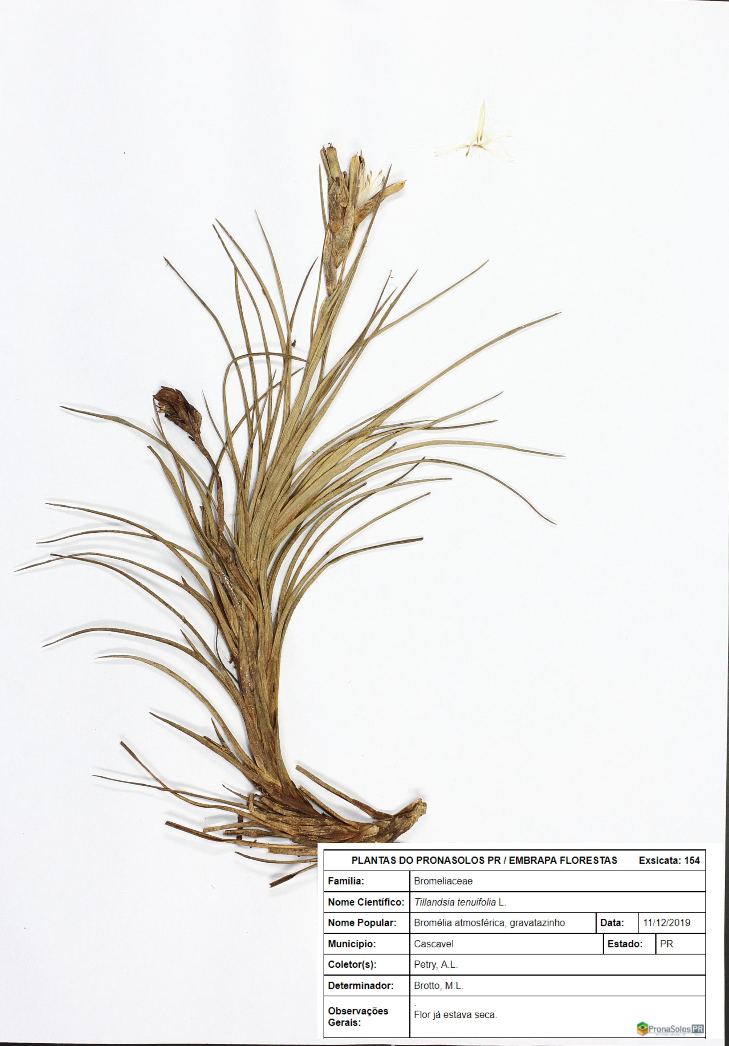 154_Tillandsia tenuifolia L.