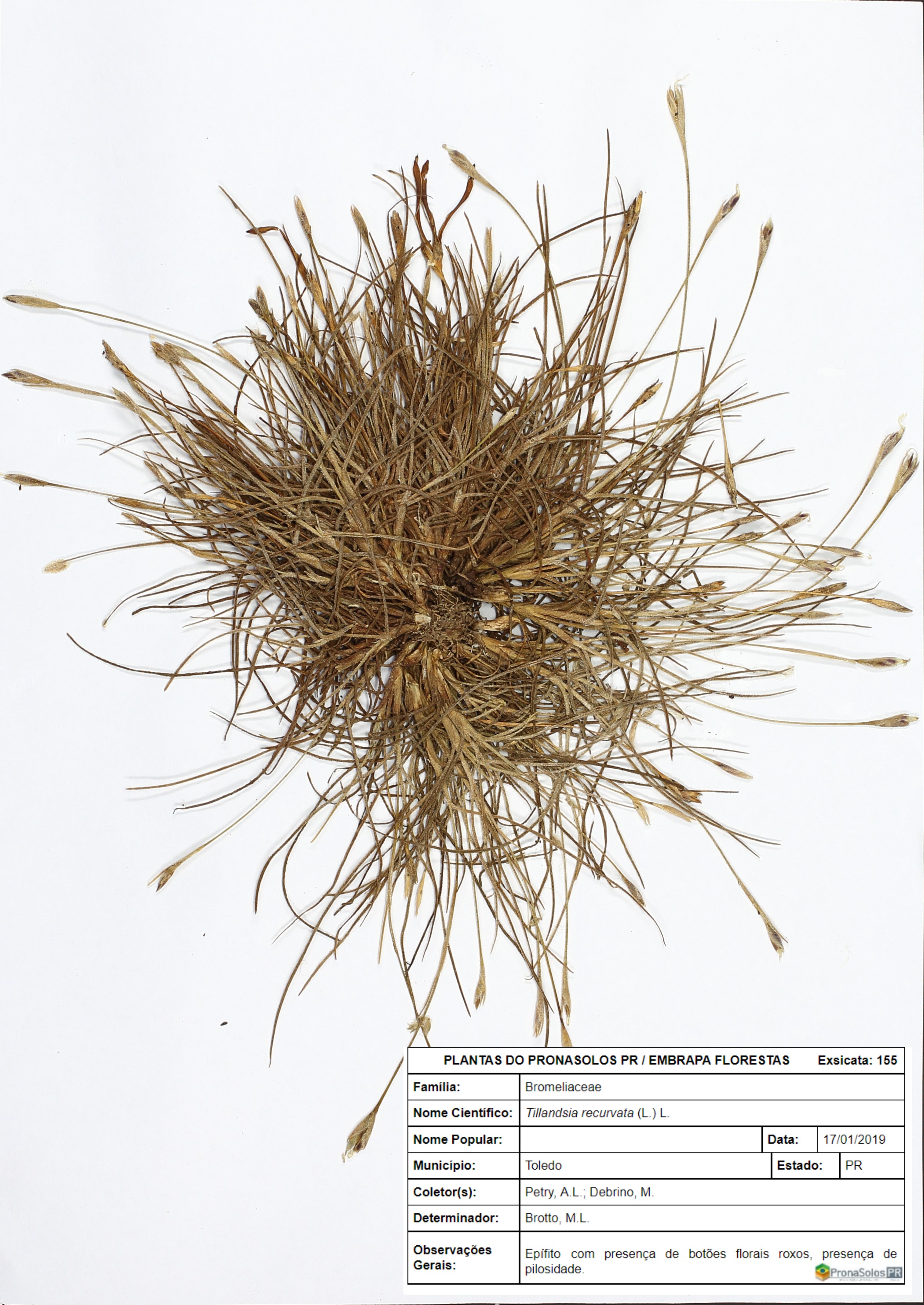 155_Tillandsia recurvata (L.) L.