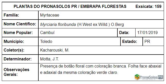 159_Myrciaria floribunda O Berg