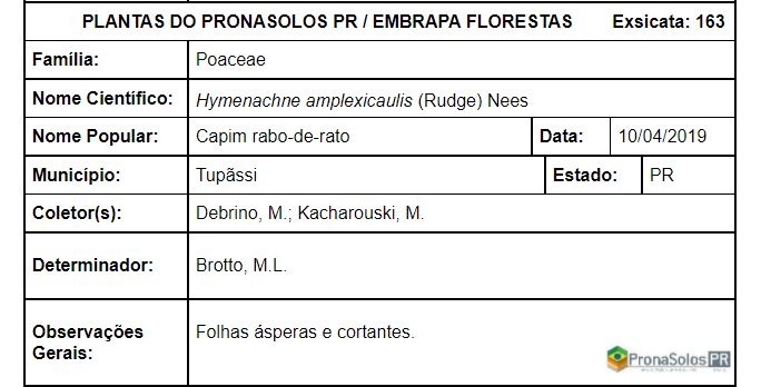 163_hymenachne_amplexicaulis