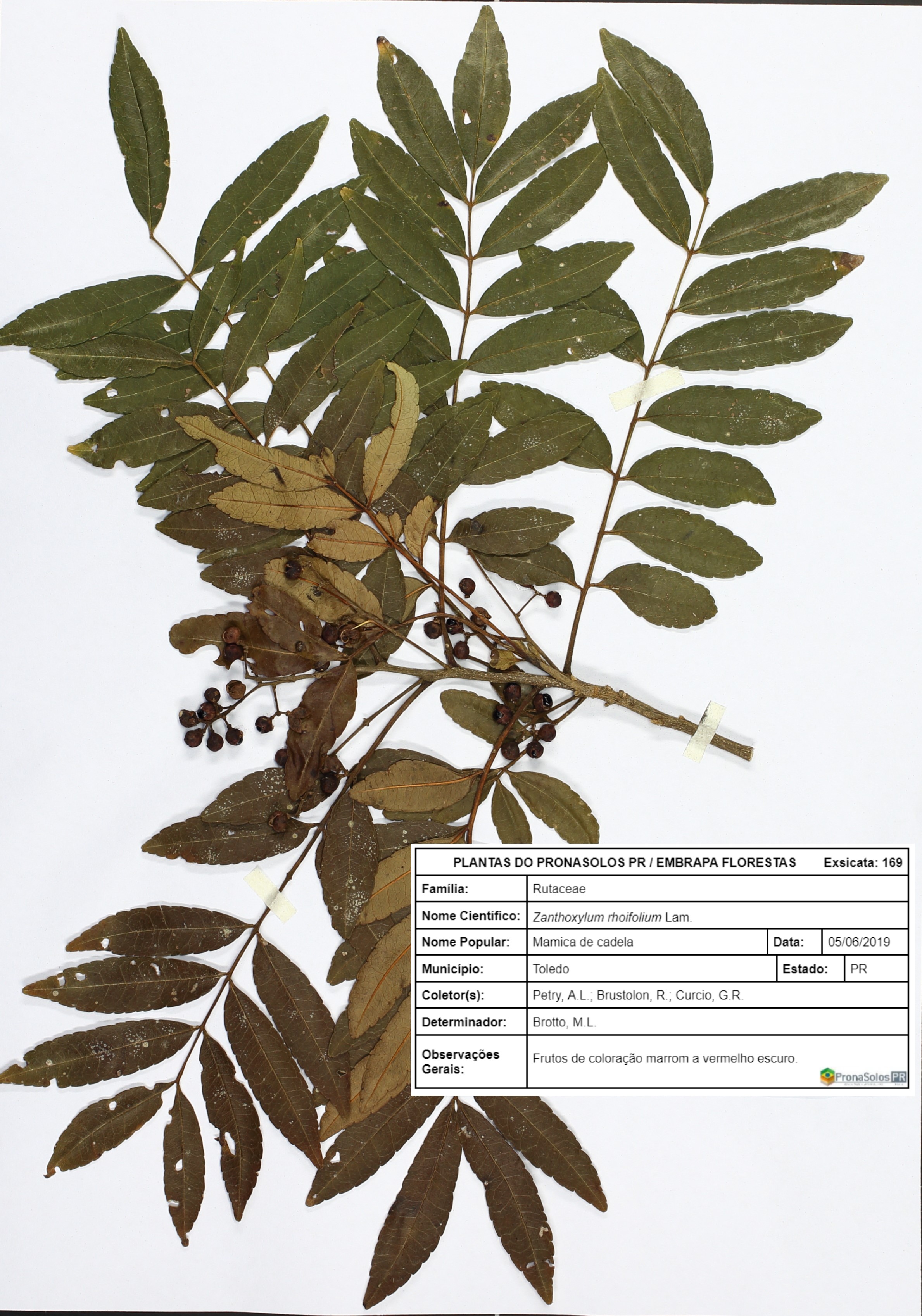 169_Zanthoxylum rhoifolium