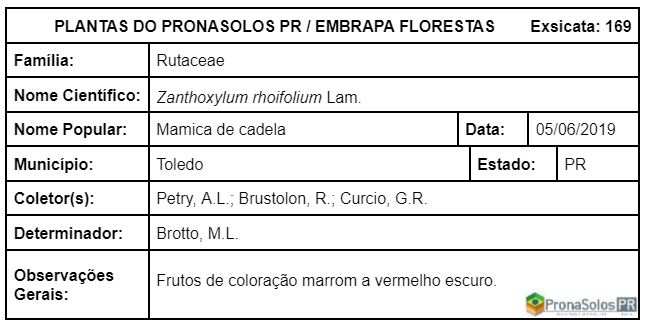 169_Zanthoxylum rhoifolium