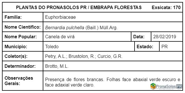 170_Bernardia pulchella