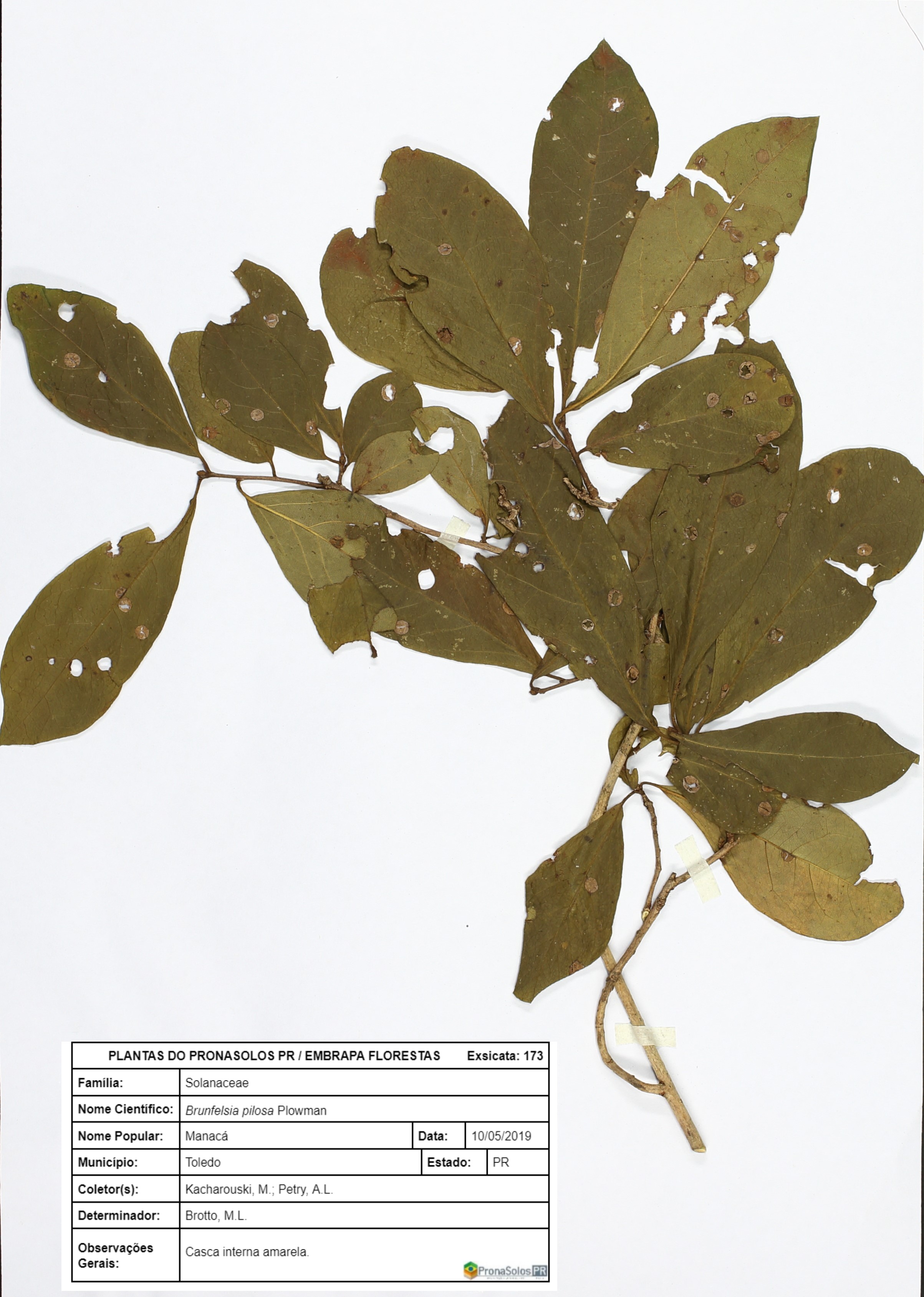 173_Brunfelsia pilosa