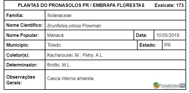 173_Brunfelsia pilosa