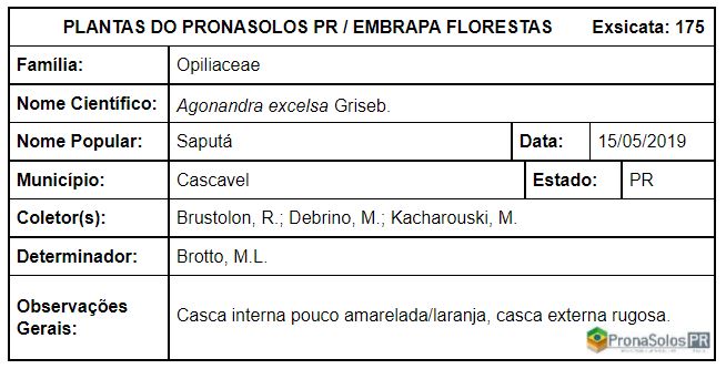 175_Agonandra excelsa