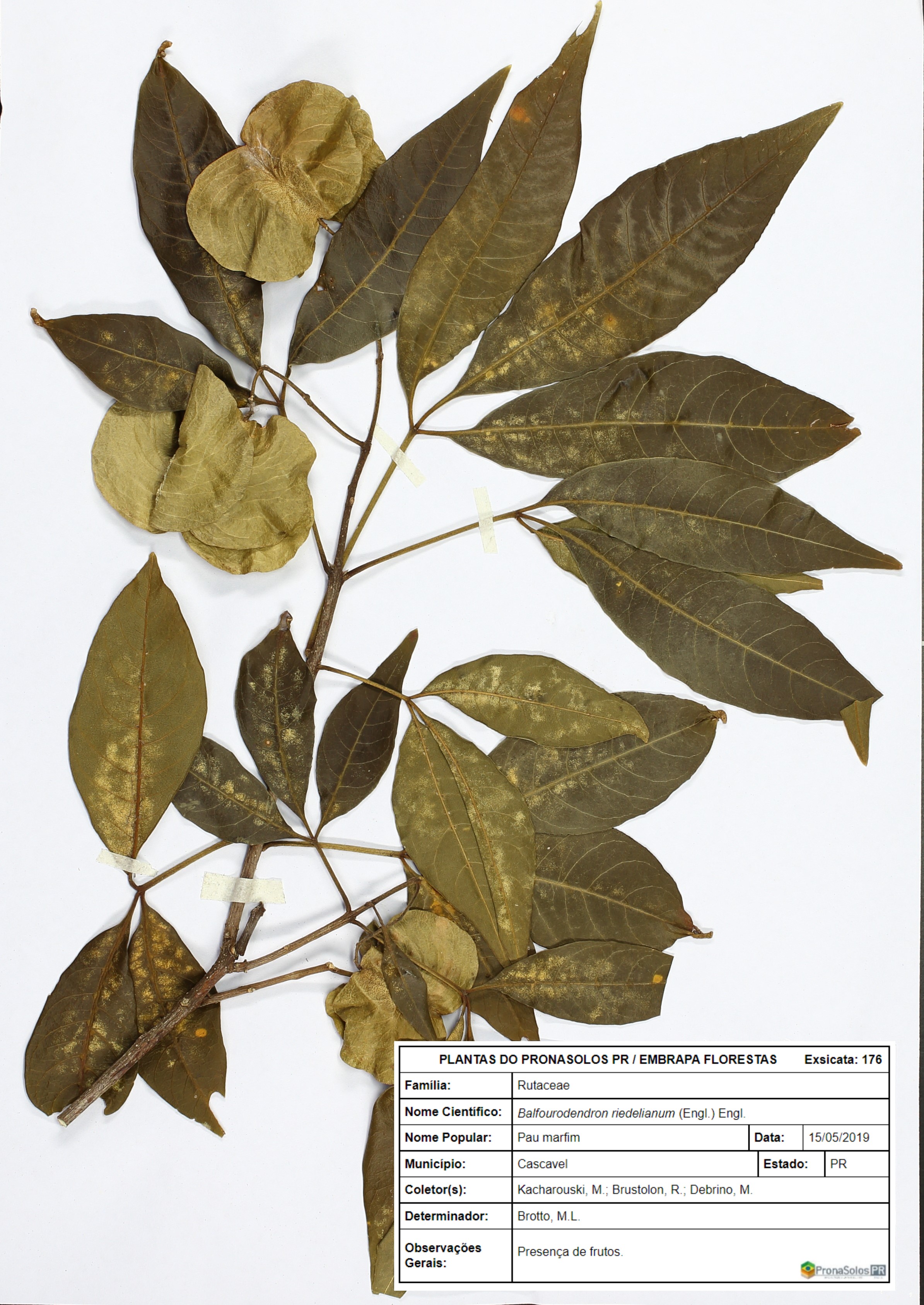 176_Balfourodendron riedelianum