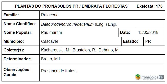 176_Balfourodendron riedelianum