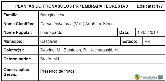 177_Cordia trichotoma