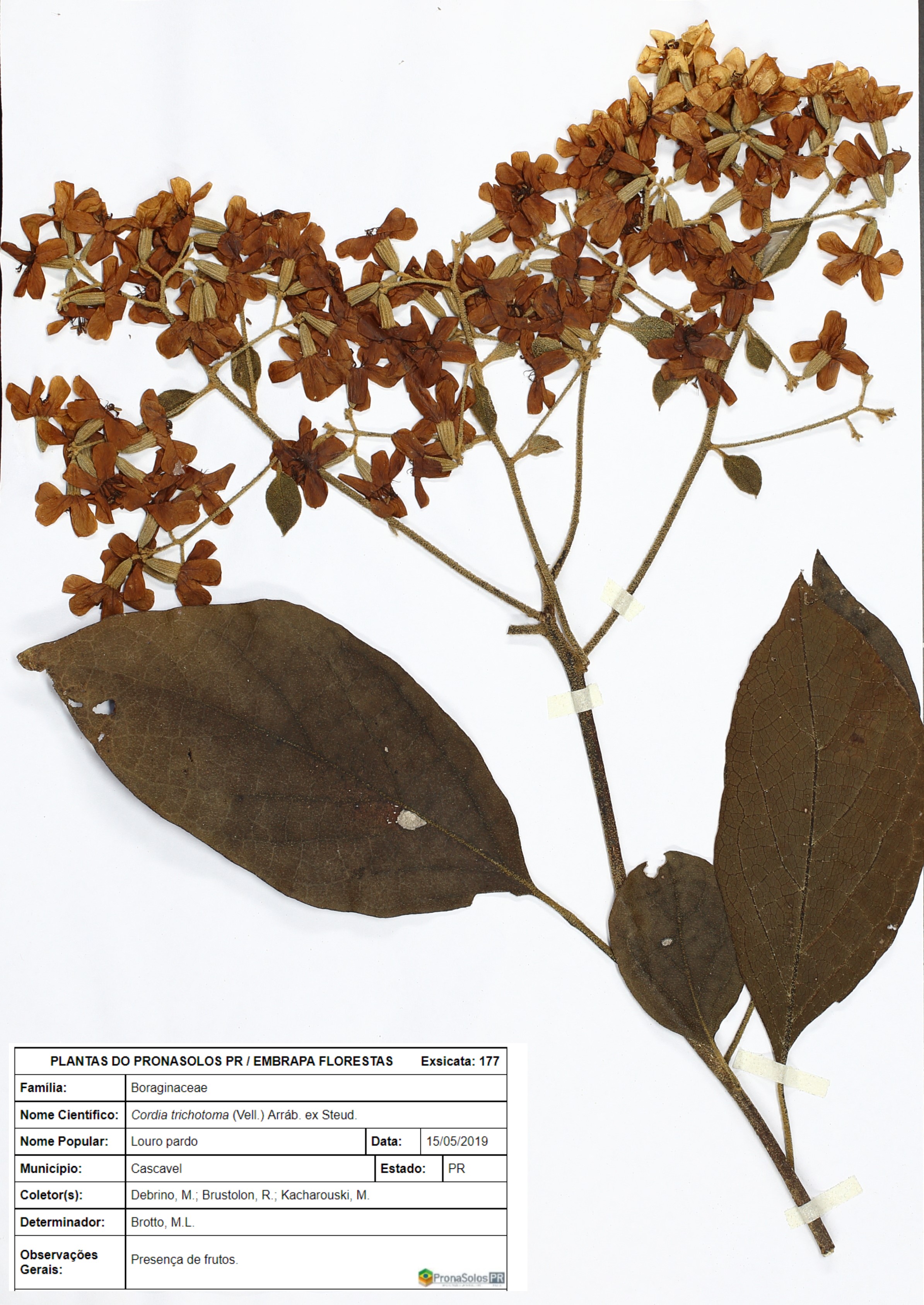 177_Cordia trichotoma 