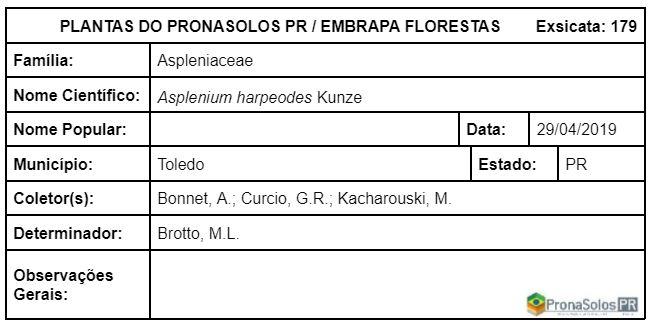 179_Asplenium harpeodes