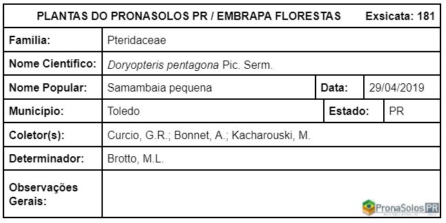 181_Doryopteris pentagona