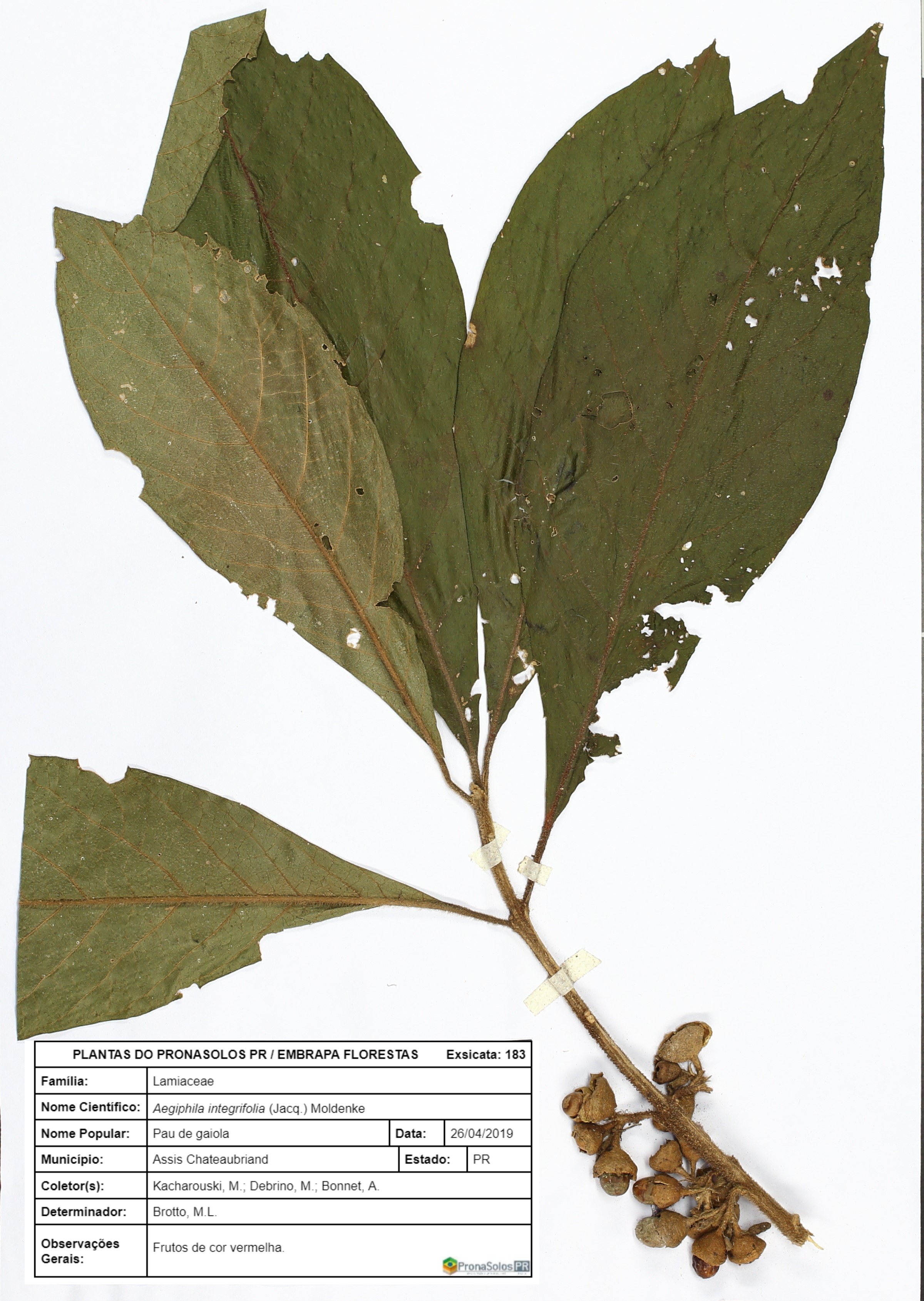 183_Aegiphila integrifolia