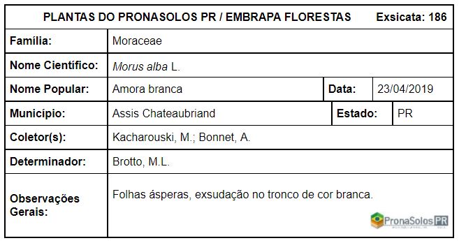 186_Morus alba